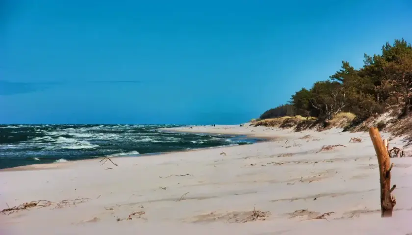 Plaża z piaszczystymi wydmami i lasem sosnowym, idealne miejsce na camping w Trójmieście.