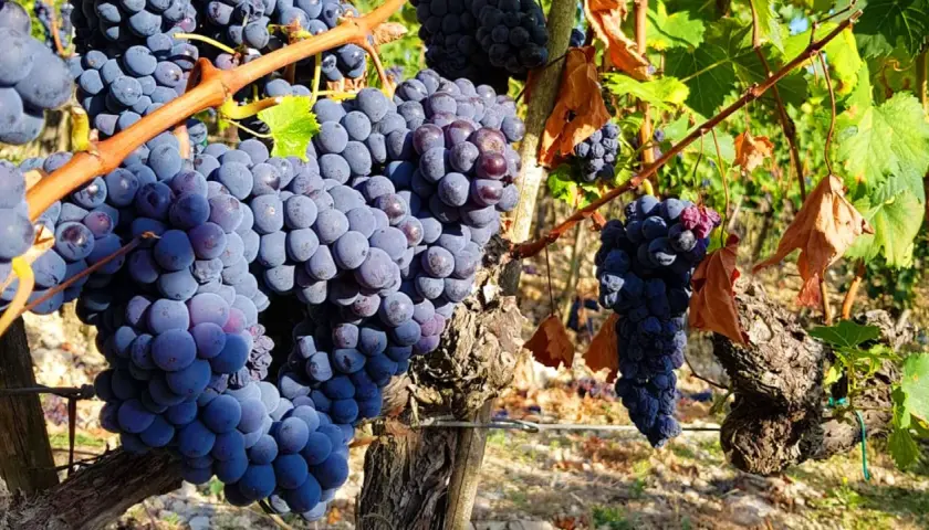 Dojrzałe kiście winogron Sangiovese, idealne na pyszne **chianti wine**, wiszą na winorośli w słoneczny dzień.