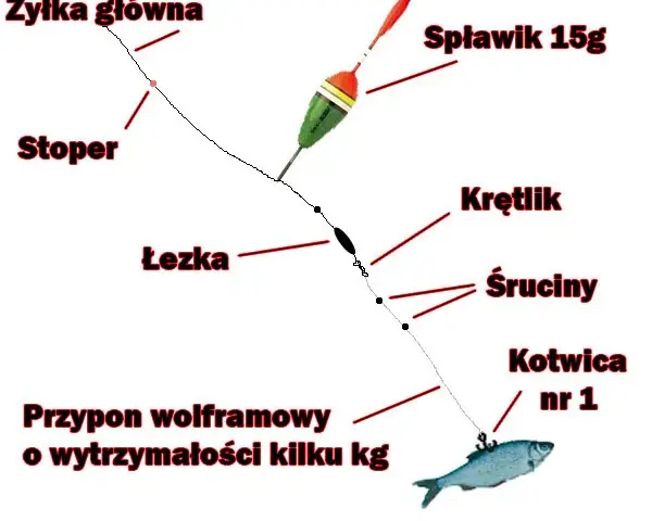 Jak założyć żywca na haczyk? Skuteczne metody i przepisy PZW