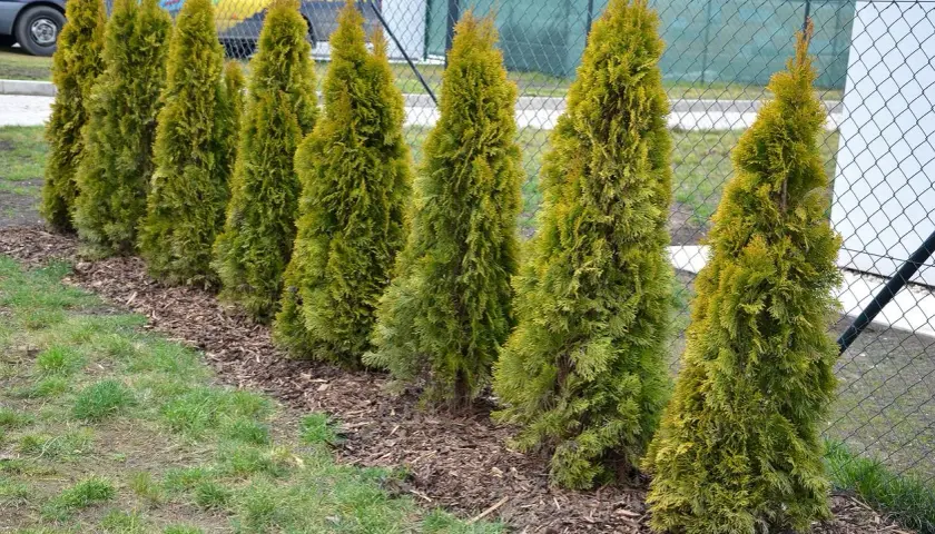 Rząd młodych, zielonych tui rosnących wzdłuż ogrodzenia.