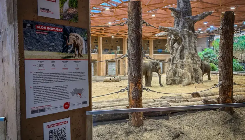 Słonie w zoo – świetne łódź atrakcje dla młodzieży! Poznaj słonia indyjskiego i czaplę złotawą.