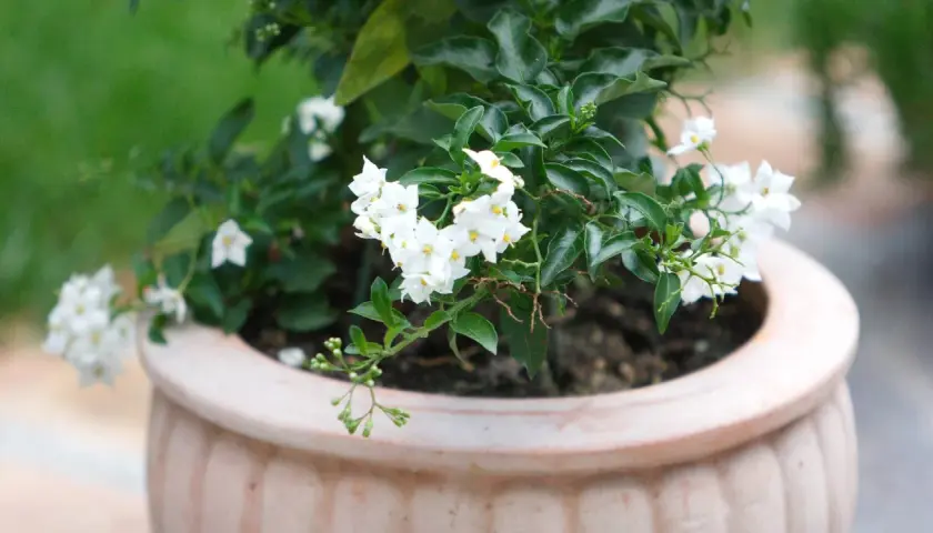 Zarte weiße Blüten auf dunklem Grün. Vorsicht, dieser Jasmin ist giftig und sollte nicht verzehrt werden.