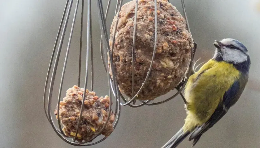 Ein Blaumeise pickt an einem Fettball, welches vogelfutter im winter.