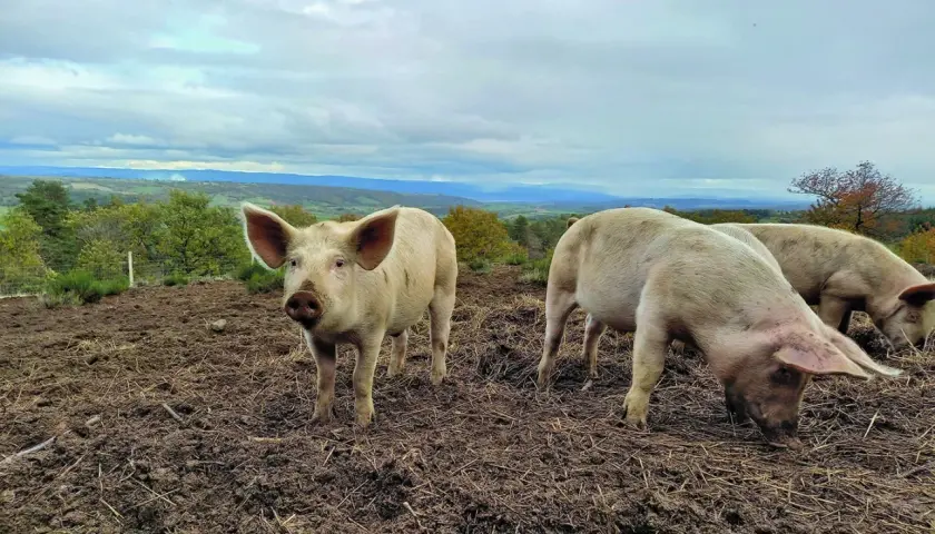 Trois cochons profitent de l'alimentation porc plein air dans un paysage vallonné. L'un regarde la caméra, les autres fouillent le sol.