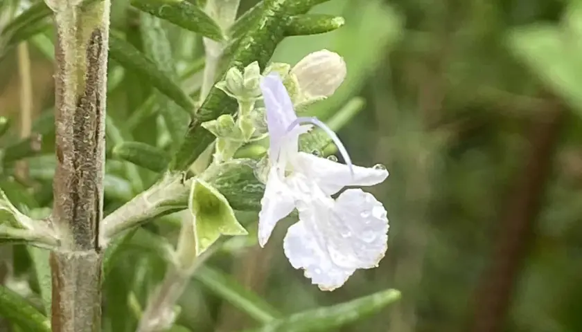 Une délicate fleur de romarin, ornée de perles de rosée, s'épanouit sur une tige verte.