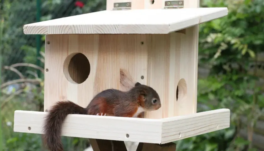 Ein junges Eichhörnchen, ein niedliches Kobel-Tier, sitzt auf dem Brett eines hölzernen Nistkastens im Garten.