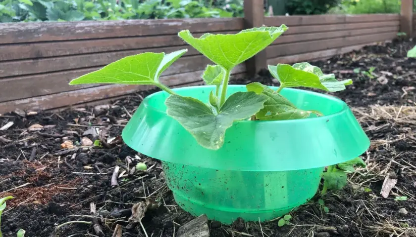 Jungpflanze im grünen Schneckenschutz. Die Blätter sind frisch und grün, die Erde ist dunkel und feucht. Ein kleiner Schutz gegen astern schnecken.