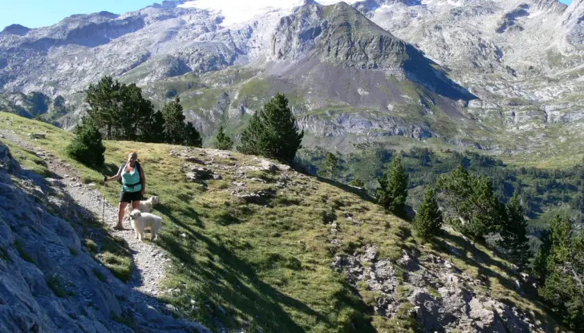 Senderista con dos perros blancos en la ruta de la Maladeta, con imponentes montañas nevadas de fondo.
