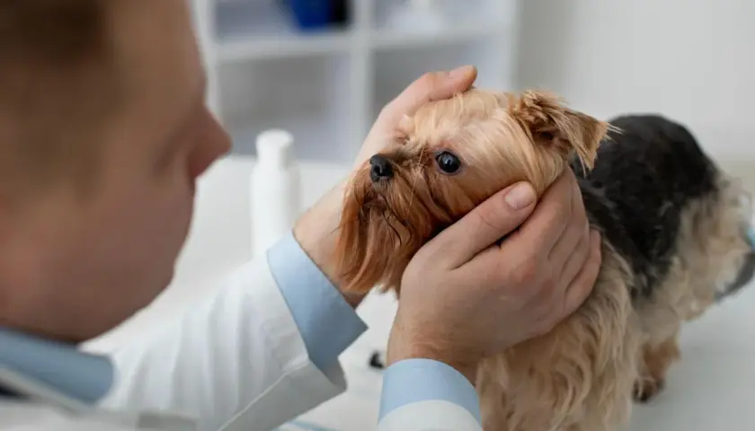 Wet nose, sad eyes. Wet Yorkshire terrier pies ma katar i charczy, weterynarz go bada.