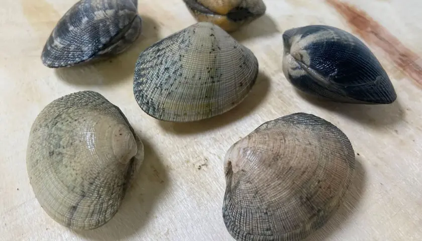 Seis almejas finas gallegas, con sus conchas rayadas y tonos grises y marrones, descansan sobre una superficie de madera clara.