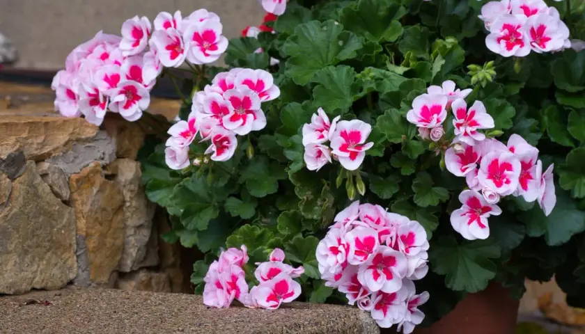 Piękna pelargonia w doniczce, kwitnąca na różowo i biało. Widać, że ma dobrą ziemię, bo jest bujna i pełna kwiatów.