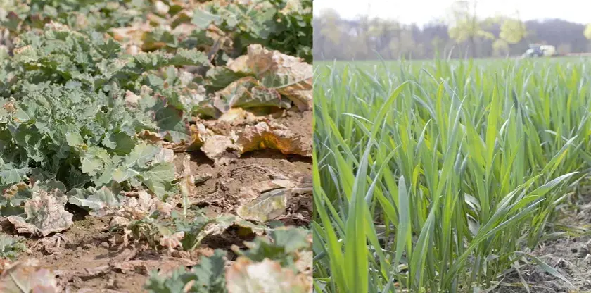 Czy rzepak to zboże? Odkryj zaskakujące różnice botaniczne