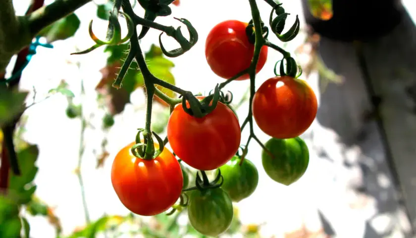 Busktomater i kruka hänger mogna och gröna. Solen lyser på de röda tomaterna som snart är redo att plockas.