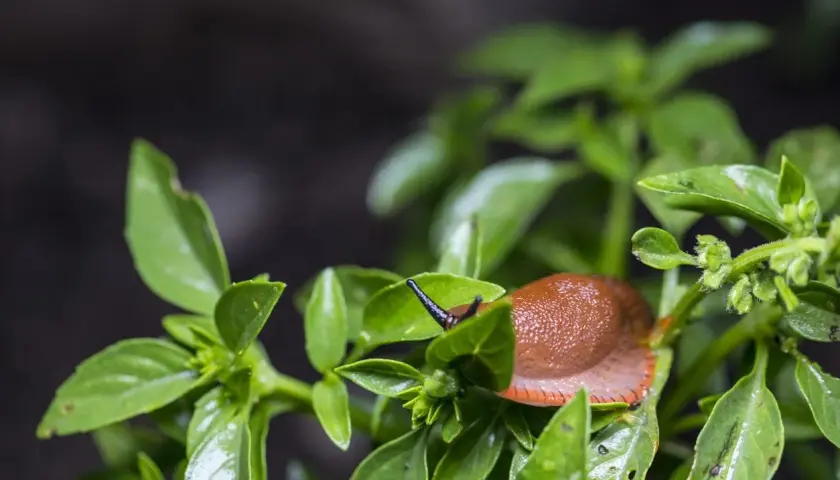 Lumaca marrone su foglie di basilico mangiucchiato.