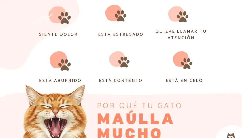 Un gato naranja bosteza, con seis iconos de huellas de pata que explican por qué mi gato maulla mucho por la noche: dolor, estrés, atención, aburrimiento, contento o celo.