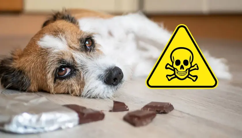 Ein trauriger Hund liegt neben Schokoladenstückchen und einem Warnschild. Xylit ist für Hunde hochgiftig!