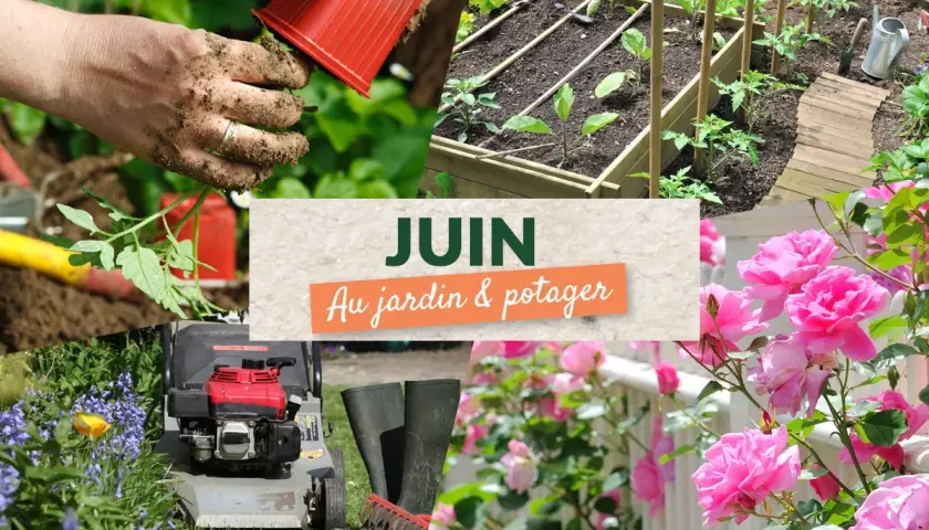 Juin au potager : des mains plantent des tomates, un carré potager est prêt, des roses éclosent.