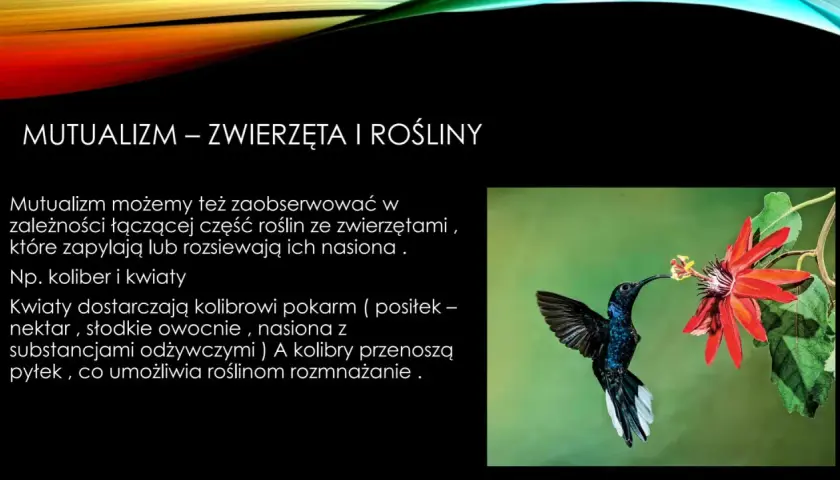 Koliber z długim dziobem pobiera nektar z czerwonego kwiatu, ilustrując protokooperację między zwierzętami a roślinami.