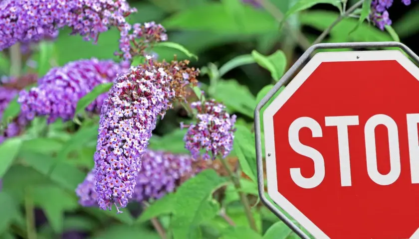 Ein rotes Stoppschild steht vor einem blühenden Sommerflieder. Der Sommerflieder ist verboten, aber seine lila Blüten sind trotzdem schön.