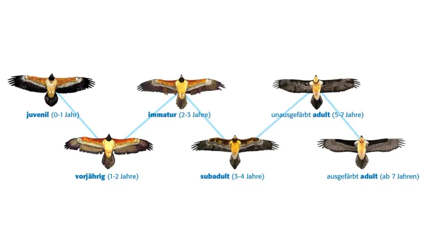 Entwicklung eines Greifvogels in Deutschland: von Jungvogel bis ausgewachsenes Tier.