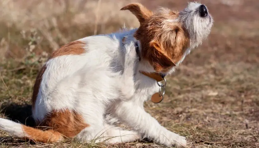 Un cane che si gratta e mordicchia con la zampa, forse infastidito da un insetto o da un prurito.