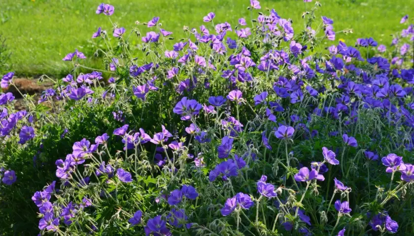 Kwitnący geranium kwiat w odcieniach fioletu i niebieskiego, otoczony zieloną trawą.