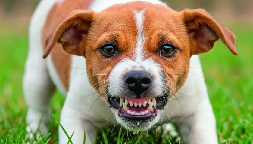 Ein Hund knurrt, zeigt Zähne und sabbert. Vielleicht fragst du dich, warum knurrt mein Hund andere Hunde an?