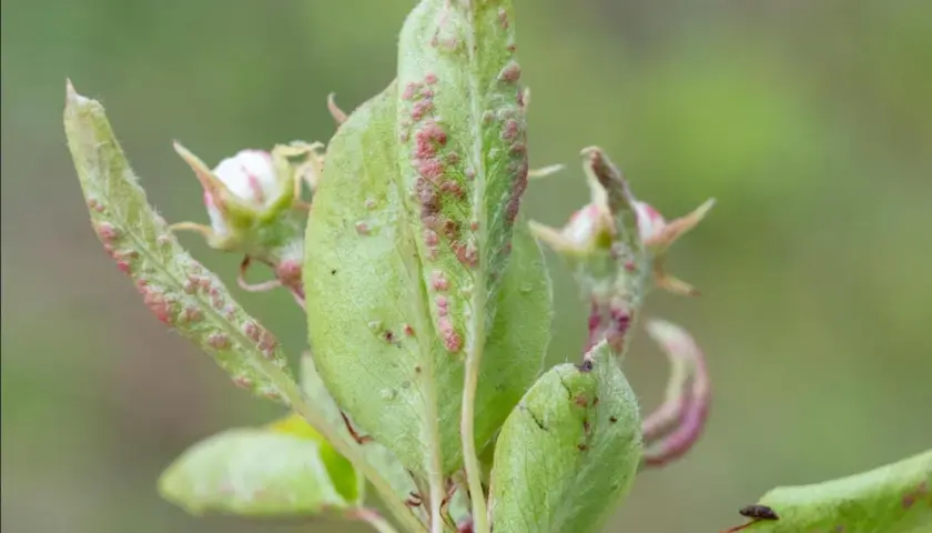 Feuilles de poirier atteintes par le phytopte du poirier, avec de petites pustules rouges et des bourgeons floraux.
