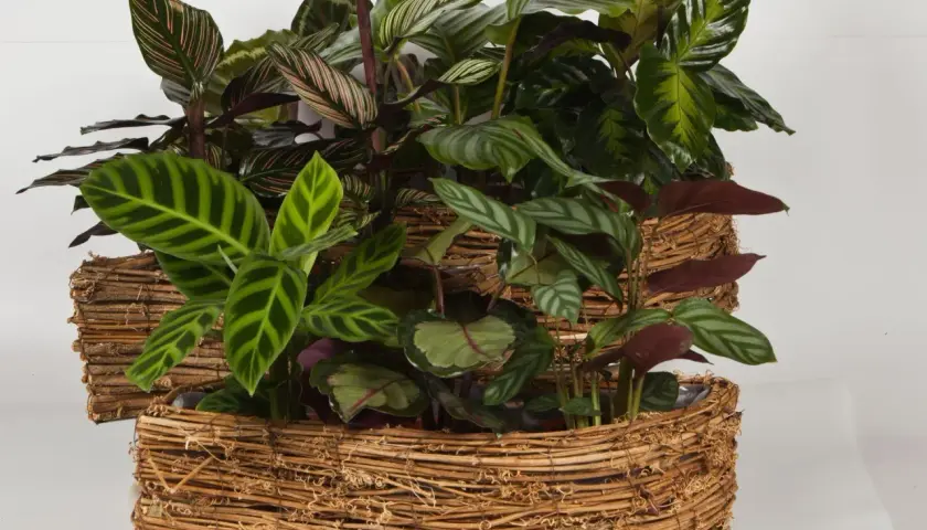 Krzewy calathea w plecionych osłonkach. Dowiedz się, jak dbać o te piękne rośliny o ozdobnych liściach.