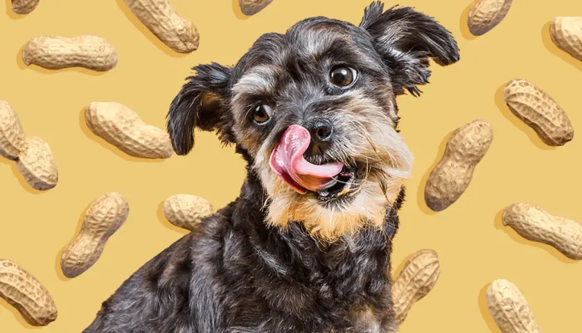 A scruffy dog with its tongue out, surrounded by peanuts. This image playfully asks, "Can dogs have peanuts?