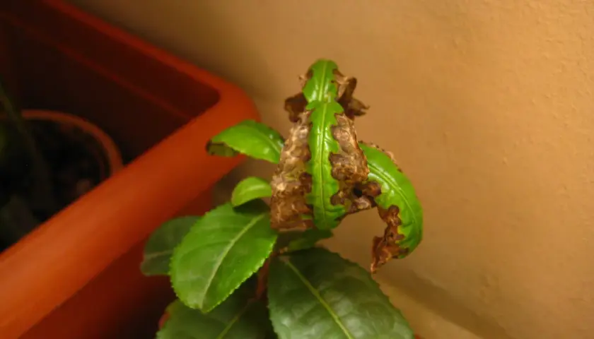 Foglie di camelia con macchie marroni e secche, indicative di malattie della camelia. Immagini che mostrano i sintomi.