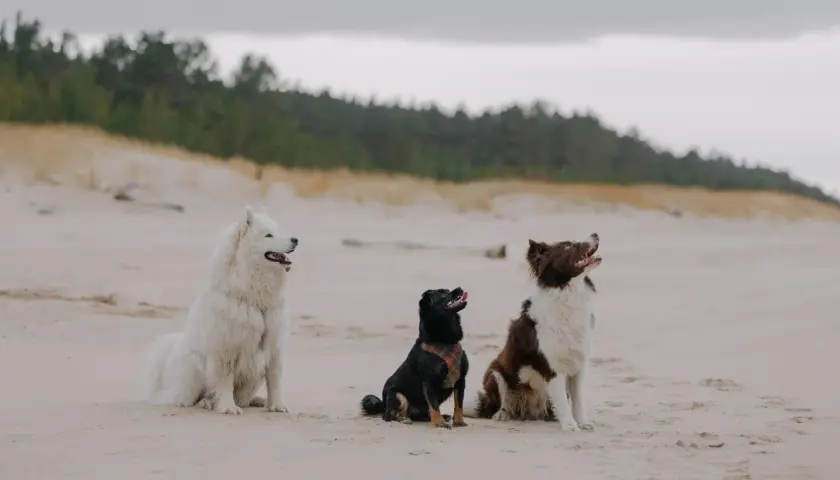 Tres perros, un blanco lanudo, uno negro y uno marrón y blanco, disfrutan de un día en las playas para perros de Cantabria.