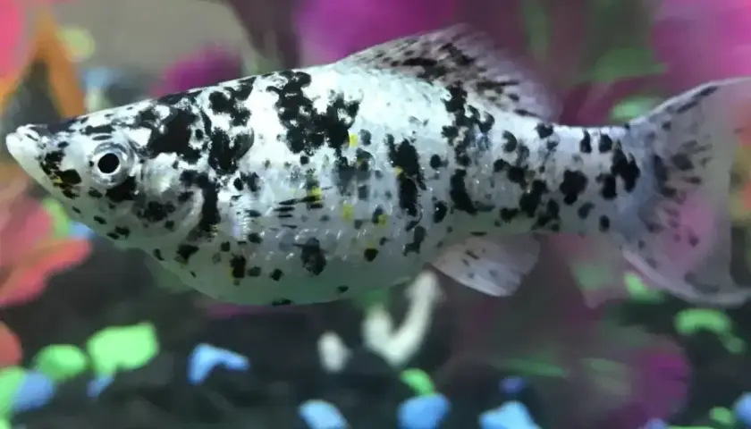 Molinezja balonowa w plamki, pływająca w akwarium wśród kolorowych kamyków i sztucznych roślin.