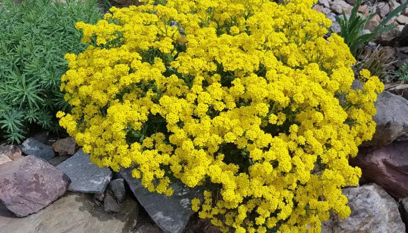 Un buisson de corbeille d'or éclatant, parsemé de petites fleurs jaunes vives, se dresse fièrement parmi des rochers gris et bruns.