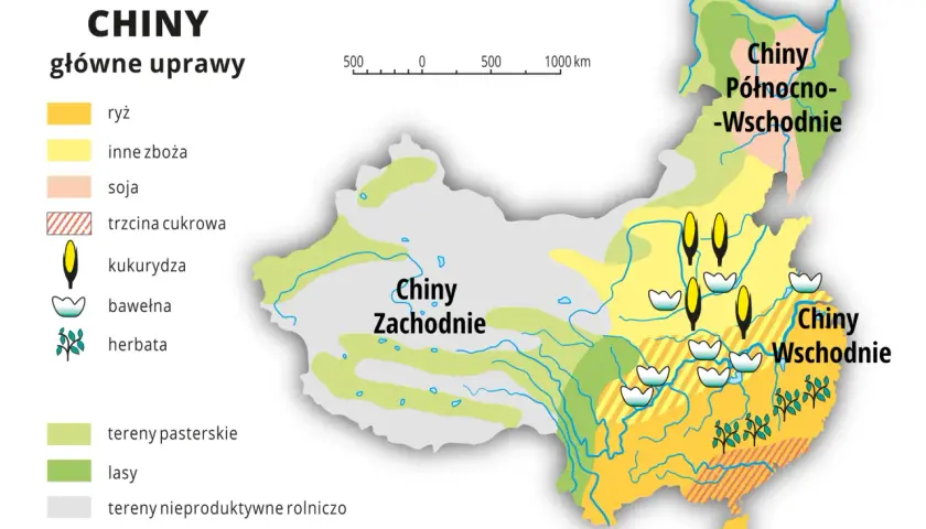 Mapa pokazuje główne uprawy w Chinach, gdzie leżą pola ryżu, kukurydzy, soi i bawełny.