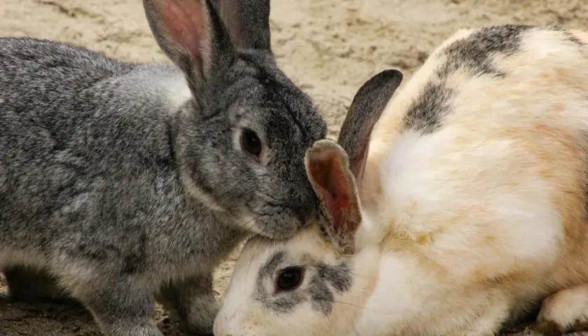 Dos conejos, uno gris y otro blanco con manchas, se acurrucan. Aunque no se ven enfermedades de conejos a humanos, la cercanía es tierna.
