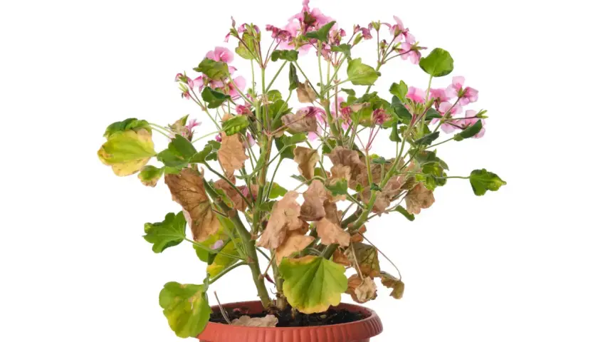 Pelargonia z żółtymi i brązowymi liśćmi, oznaki chorób pelargonii.