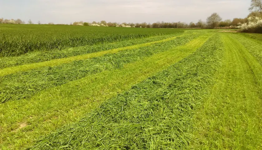Champs de verdure coupée en rangées, prêts pour le conservateur ensilage herbe. Le soleil éclaire les brins d'herbe fraîchement fauchée.