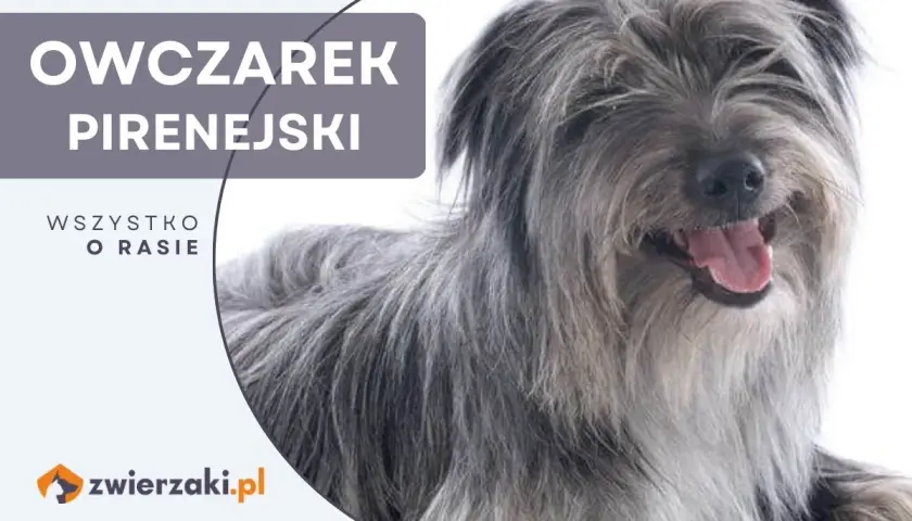Uśmiechnięty owczarek pirenejski z długą, szarą sierścią.