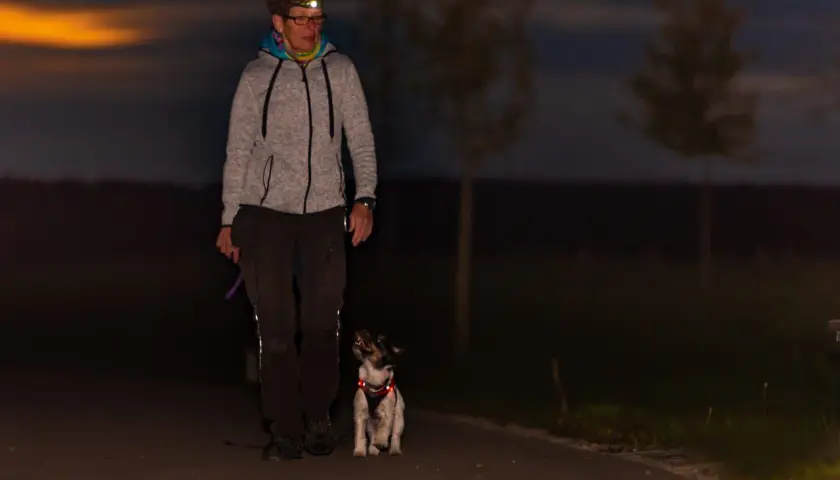 A woman with a headlamp walks her dog at dusk. The dog, wearing a reflective harness, looks up at her, proving that dogs can see in the dark.