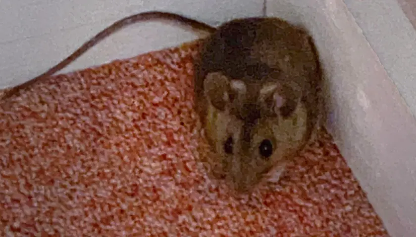 En liten sork eller mus med lång svans sitter på en röd matta.