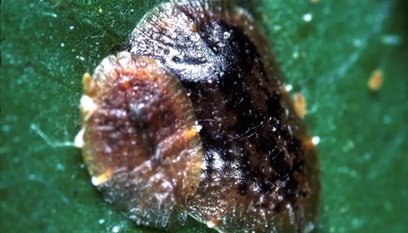 Gros plan d'une cochenille à carapace brune et noire sur une feuille verte. De petites cochenilles orange sont visibles en arrière-plan.