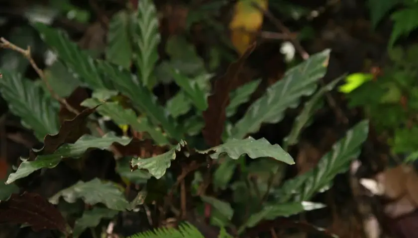 Liście calathea rufibarba o falistych brzegach, ciemnozielone z jaśniejszymi żyłkami, tworzą gęsty kobierzec w wilgotnym lesie.