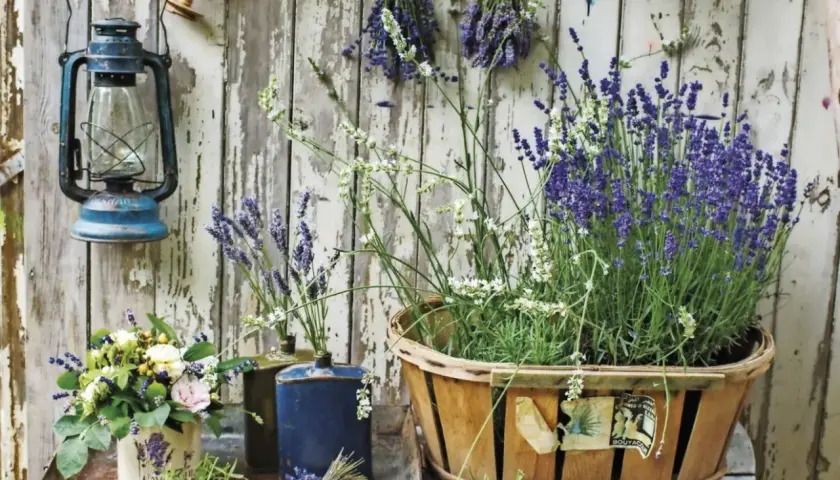 En stor korg med lavendel i kruka, bredvid en blå lykta och en bukett blommor.