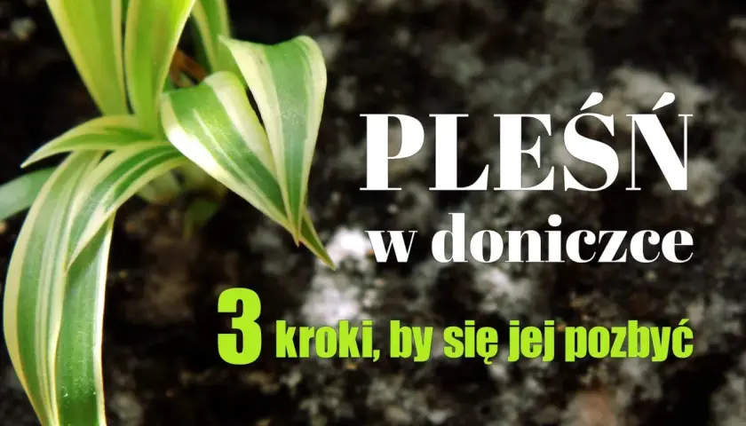 Domowe sposoby na pleśń na roślinach. Zdjęcie przedstawia zieloną roślinę w doniczce z napisem "Pleśń w doniczce - 3 kroki, by się jej pozbyć".