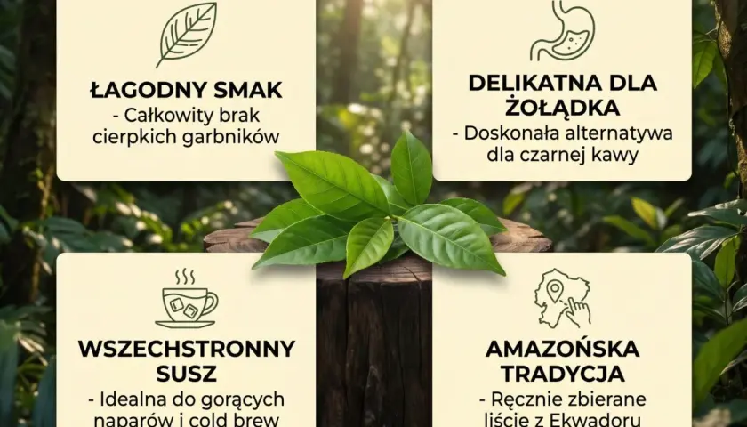 Guayusa: łagodny smak, delikatna dla żołądka, wszechstronny susz. Jak parzyć? Idealna do gorących naparów i cold brew.