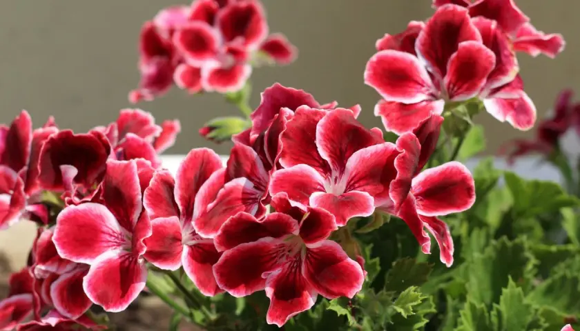 Piękne, karminowe kwiaty pelargonii królewskiej z białymi brzegami płatków, w pełnym rozkwicie.