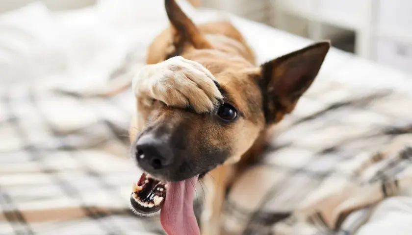 Ein Hund mit Schluckauf versteckt sein Gesicht mit der Pfote. Seine Zunge hängt heraus, als ob er sich schämt.
