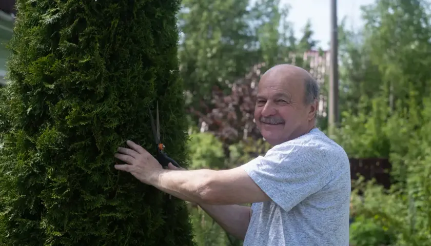 Uśmiechnięty mężczyzna przycina żywopłot. Czy tuje można wyciąć bez pozwolenia? Zależy od sytuacji, ale ten pan chyba wie, co robi.