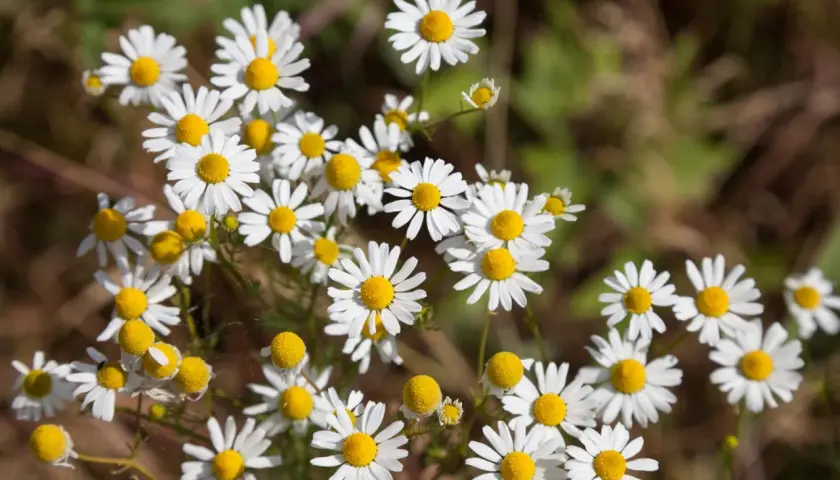 Ein Feld voller Margeriten, die wie echte Kamille aussehen. Manche Blüten sind noch Knospen, andere voll entfaltet.